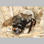 Andrena vaga mit Stylops - 02.jpg